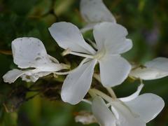 Hedychium coronarium flowers in Dehing Patkai Wildlife Sanctuary