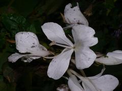 Hedychium coronarium flowers