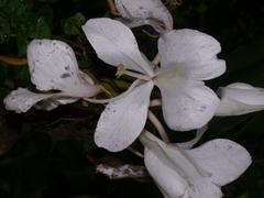 Hedychium coronarium flowers in bloom