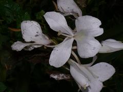 Hedychium coronarium flowers