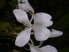 Hedychium coronarium flowers in Dehing Patkai Wildlife Sanctuary