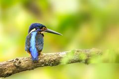 Blue-eared kingfisher perched on a branch