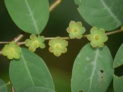 Breynea plant in Dehing Patkai Wildlife Sanctuary, Assam