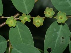 Breynea plant in Dehing Patkai Wildlife Sanctuary, Assam