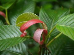 Dipterocarpus retusus young leaves with bright red stipules