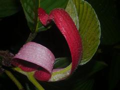 Dipterocarpus macrocarpus young leaf