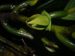 Goniothalamus flower in Dehing Patkai Wildlife Sanctuary