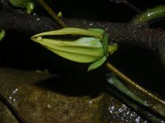 Goniothalamus flower in Dehing Patkai Wildlife Sanctuary