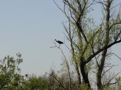 Bird waiting on a branch