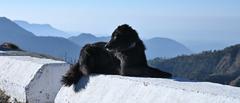 Dog basking in the sun with Himalayan mountains in the background