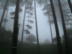 Foggy landscape in Dhanaulti, Garhwal