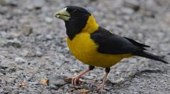 Black and yellow Grosbeak (Mycerobas icterioides)