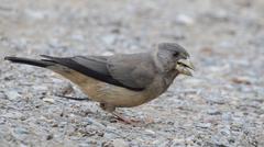 Female black-and-yellow grosbeak feeding by the roadside