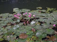 Dhanmondi Lake