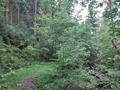 Scenic view of Steintal above Lautenbach in Gernsbach