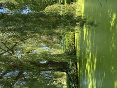 Green park with pond and trees