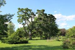 mature tree in early summer at experimental farm gardens