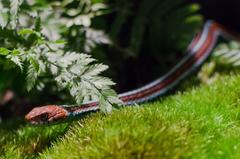 Thamnophis sirtalis tetrataenia at the Cologne zoo