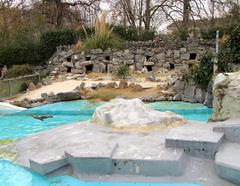 Humboldt penguins at Kölner Zoo