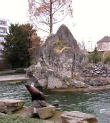 California sea lion Zalophus californianus at Kölner Zoo's Seelöwenfelsen