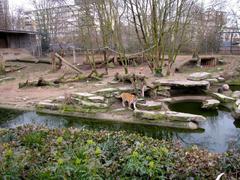 Siberian tiger in Kölner Zoo tiger enclosure