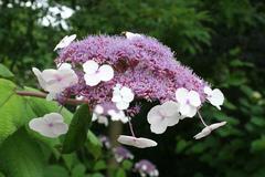 Hydrangea aspera ssp. sargentiana plant in Cologne Zoo