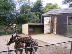 Giraffes enclosure