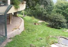 Lion enclosure with fencing and natural habitat