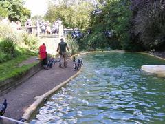 Penguins Enclosure