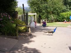 Zoo Peacock Path