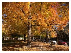 Dundonald Park in Centretown Ottawa