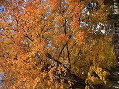 Maple Tree at Dundonald Park in Ottawa