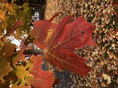 Maple Tree in Dundonald Park, Ottawa