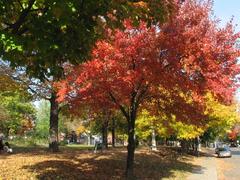 Dundonald Park in Ottawa with greenery and trees