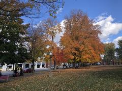 View of Beer Store on Somerset Street behind trees in Dundonald Park, Ottawa