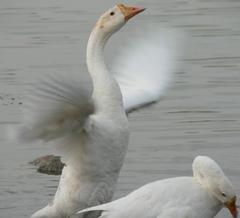 birds flying over Durgam Cheruvu in Hyderabad