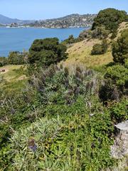 coast of Angel Island with natural shrubbery and trees, distant hillside with houses