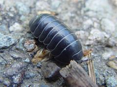 Armadillidium vulgare on Angel Island in San Francisco Bay, California