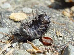 Armadillidium vulgare on a leaf on Angel Island, San Francisco Bay, California