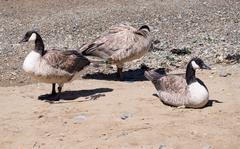 Canada geese on Angel Island