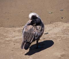 Canada goose on Angel Island