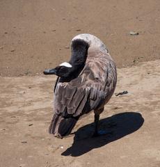 Canada goose on Angel Island