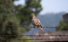 mourning dove on barbed wire