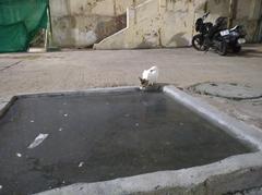 Cat drinking water from a pool in Mecca Masjid