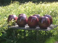 Red apples sculpture by Ulla Kraitz