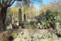 Ethel M Botanical Cactus Gardens