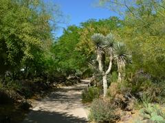 Path in Ethel M Botanical Cactus Garden, Las Vegas, Nevada