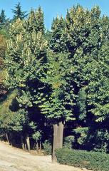 Silver linden tree at Quinta del Berro Gardens in Madrid, Spain