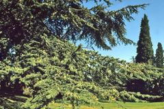 Atlas cedar branches at Quinta de la Fuente del Berro Gardens