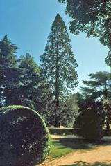 Giant redwood tree at Quinta de la Fuente del Berro Gardens in Madrid